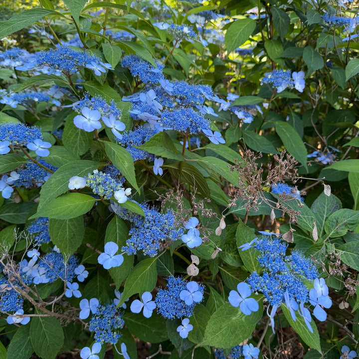 Blue Billow Hydrangea