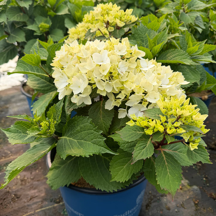 Dreamcloud hydrangea |Spotswood Greenery