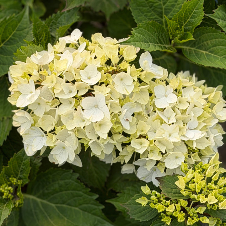 Dreamcloud hydrangea |Spotswood Greenery