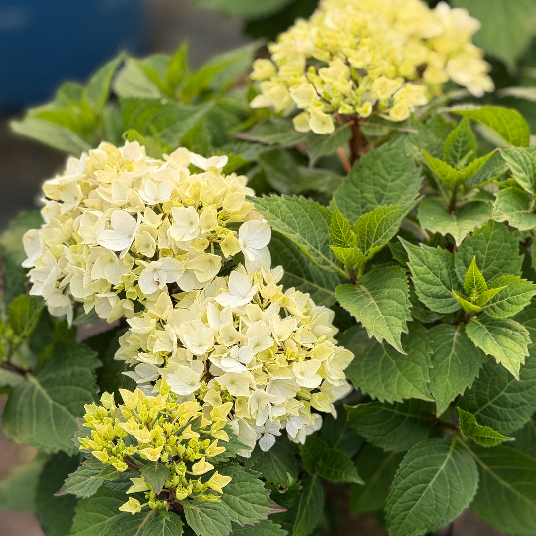 Dreamcloud hydrangea |Spotswood Greenery