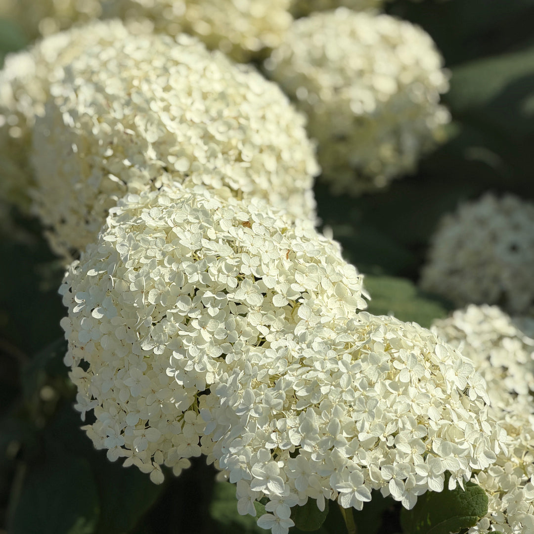 incrediball hydrangea |Spotswood Greenery