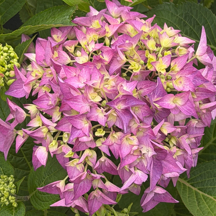 Arriba Hydrangea |Spotswood Greenery