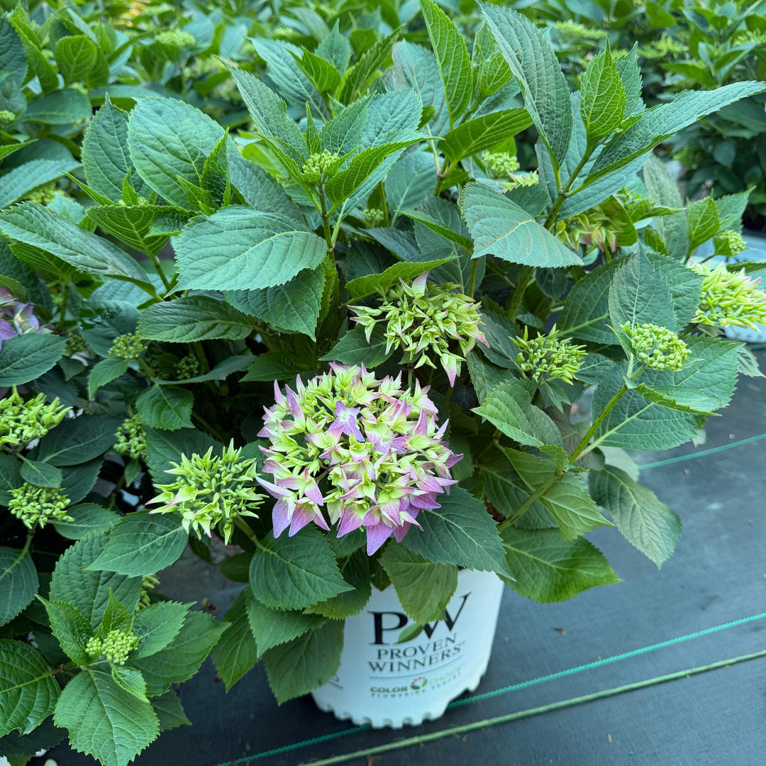 Arriba Hydrangea |Spotswood Greenery