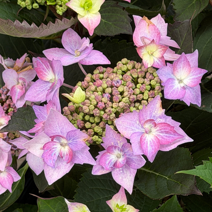 Close Up Can Do Hydrangea |Spotswood Greenery 