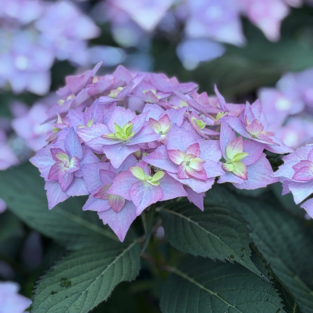 Can Do Hydrangea |Spotswood 