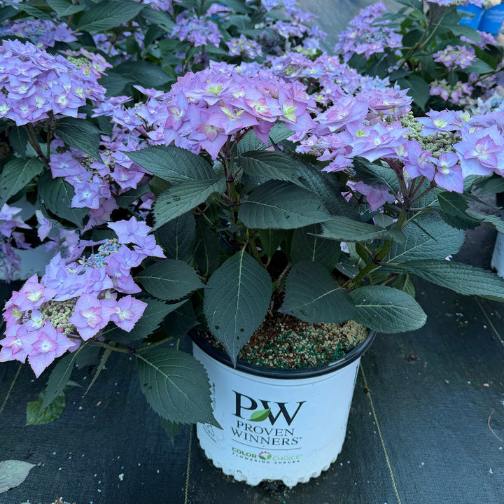 Let's Dance Can Do Hydrangea |Spotswood Greenery