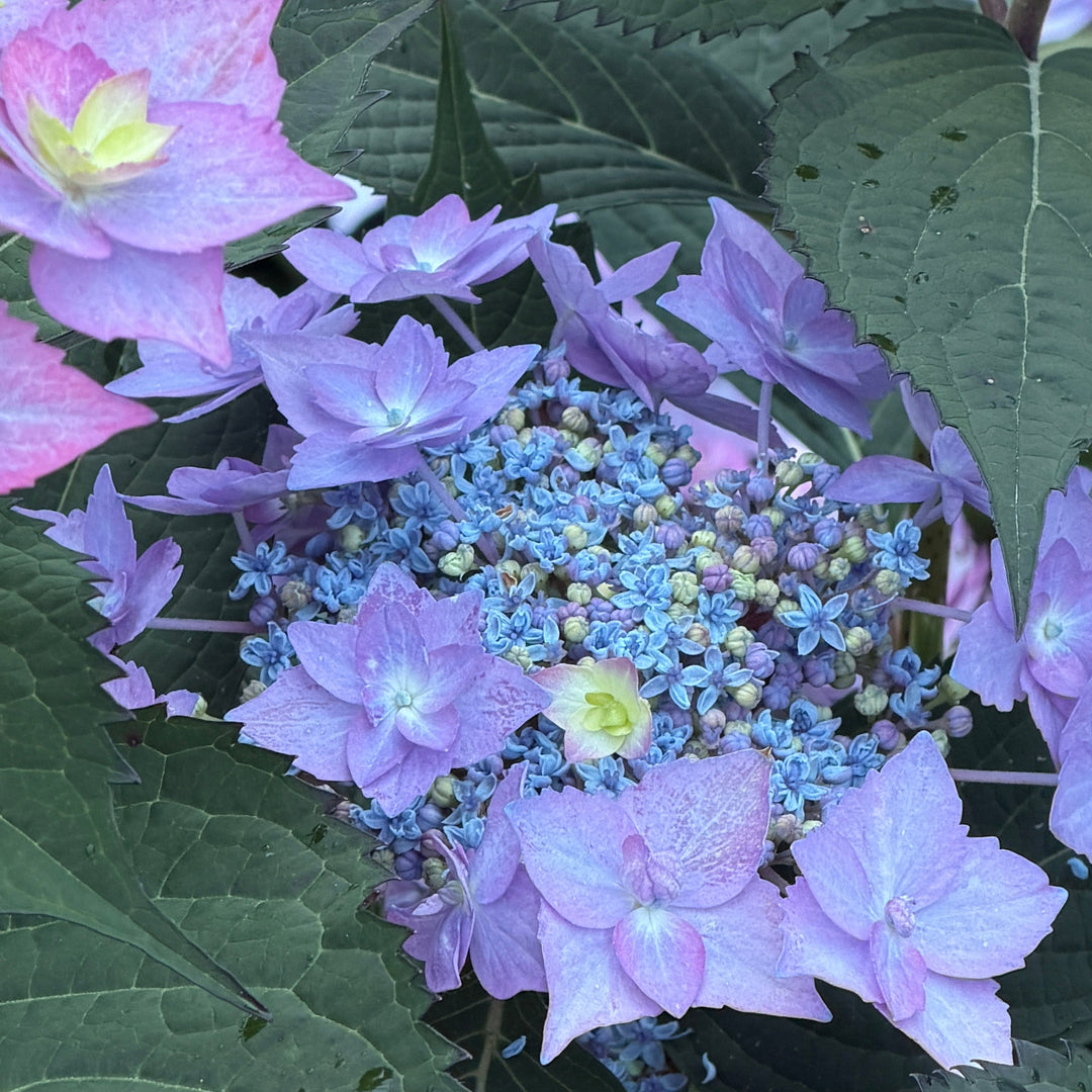 Let's Dance Can Do Hydrangea |Spotswood Greenery
