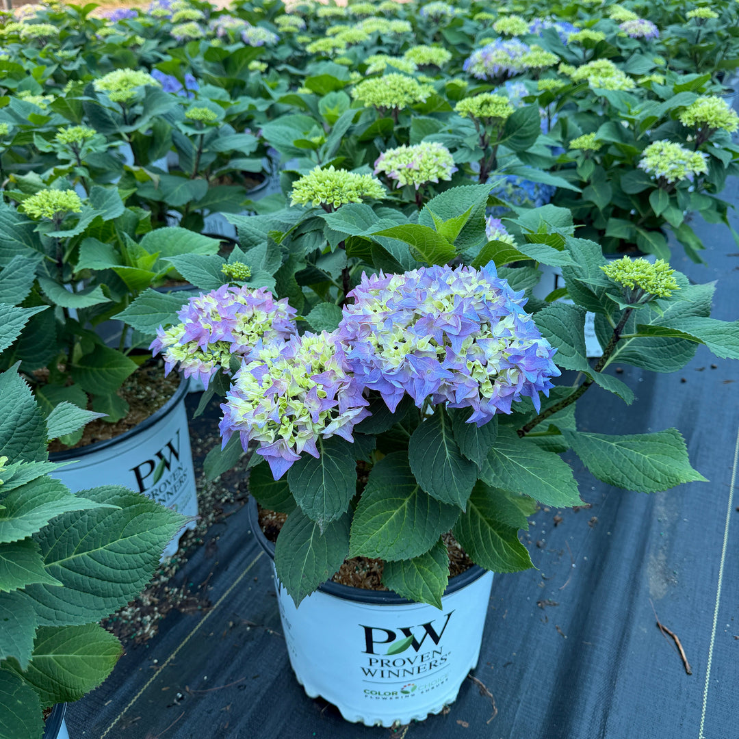 Rhythmic Blue Hydrangea |Spotswood Greenery