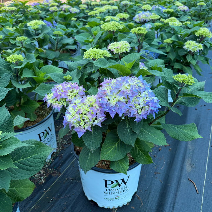 Rhythmic Blue Hydrangea |Spotswood Greenery