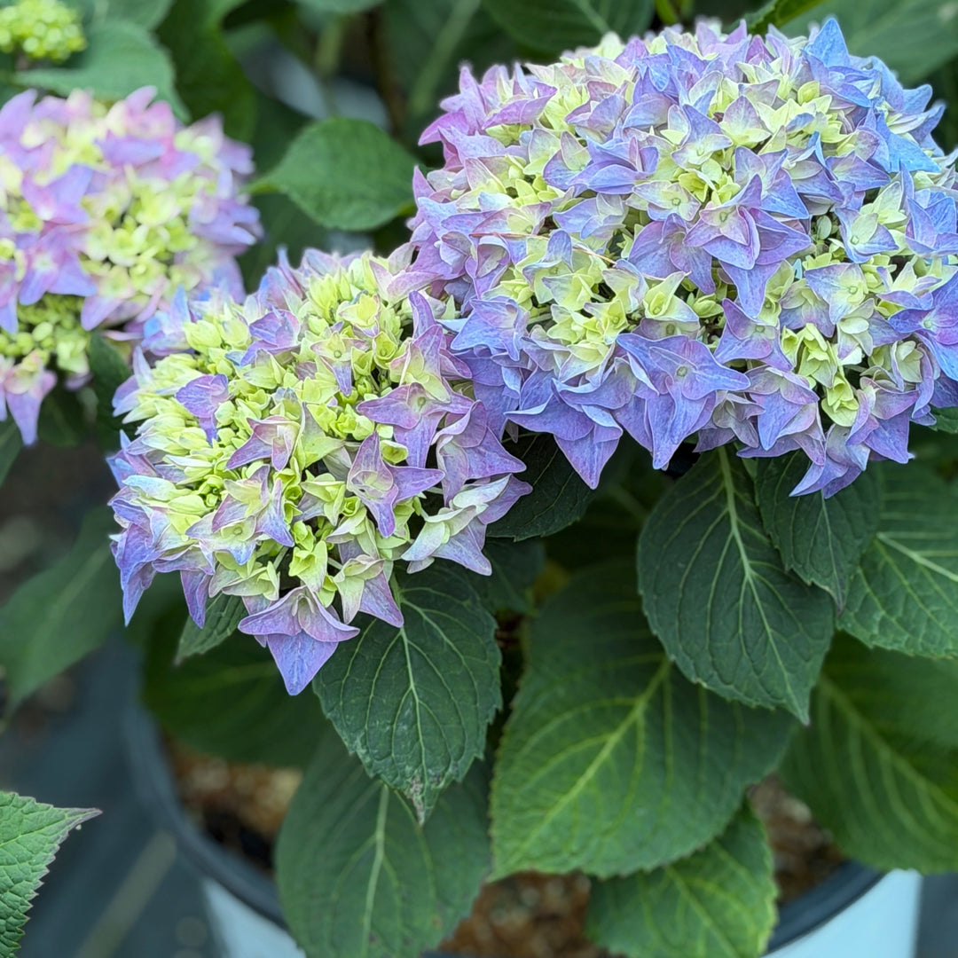 Rhythmic Blue Hydrangea |Spotswood Greenery
