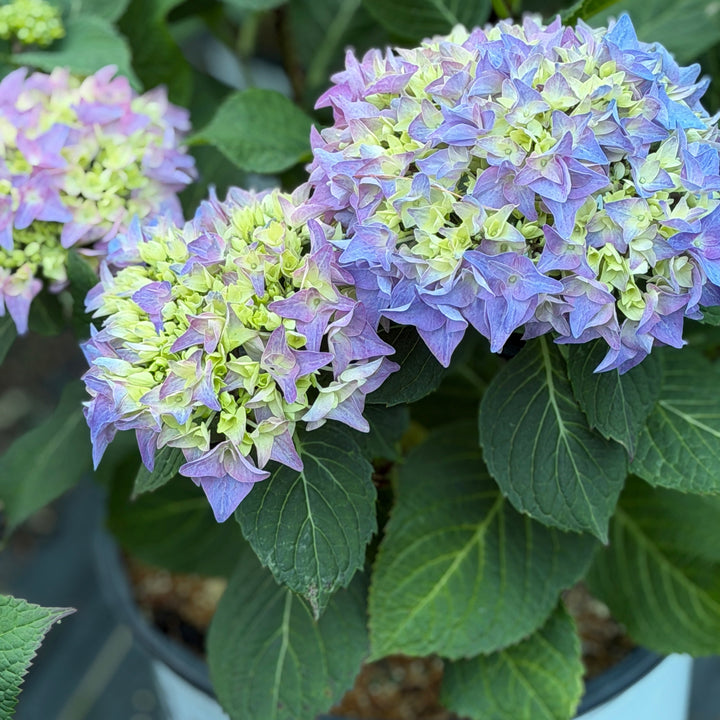 Rhythmic Blue Hydrangea |Spotswood Greenery