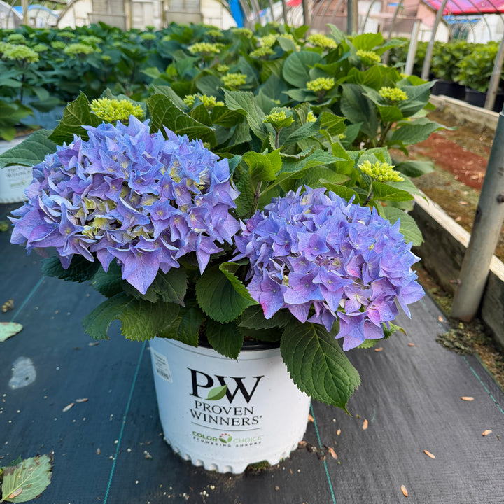 Rhythmic Blue Hydrangea |Spotswood Greenery
