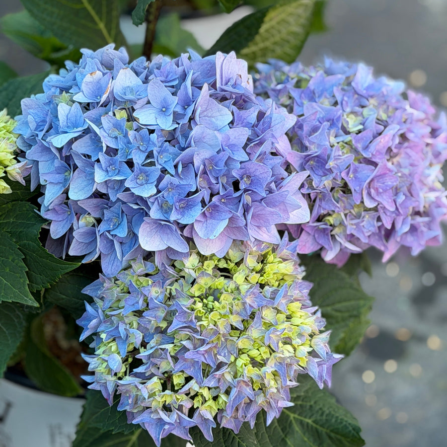 Rhythmic Blue Hydrangea |Spotswood Greenery