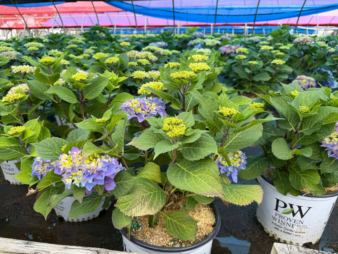 Rhythmic Blue Hydrangea |Spotswood Greenery