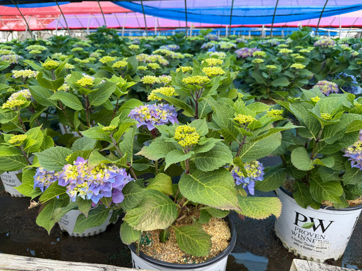 Rhythmic Blue Hydrangea |Spotswood Greenery