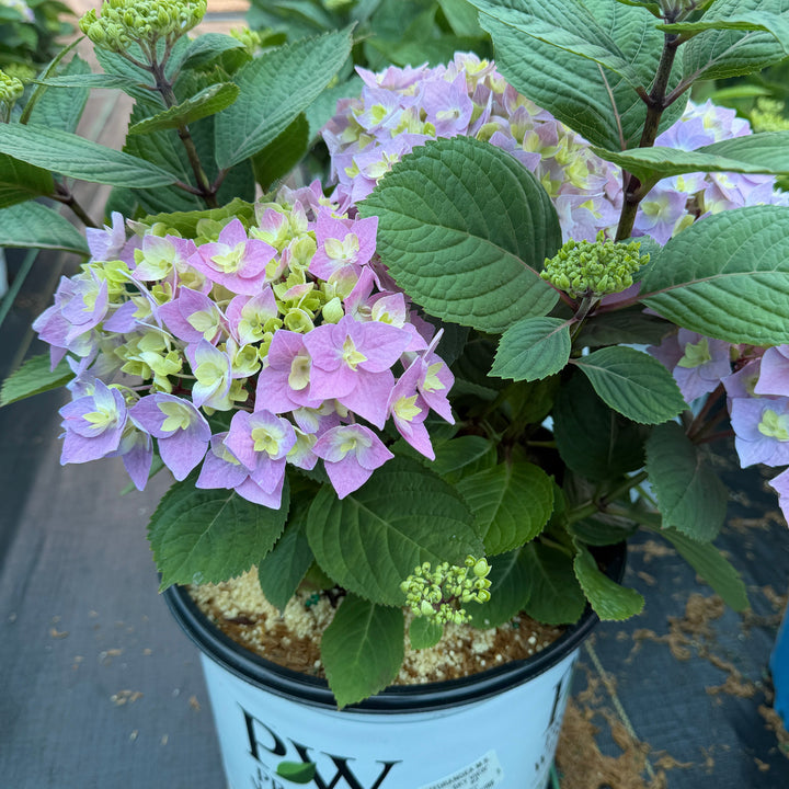 Hydrangea let's dance sky view |Spotswood Greenery