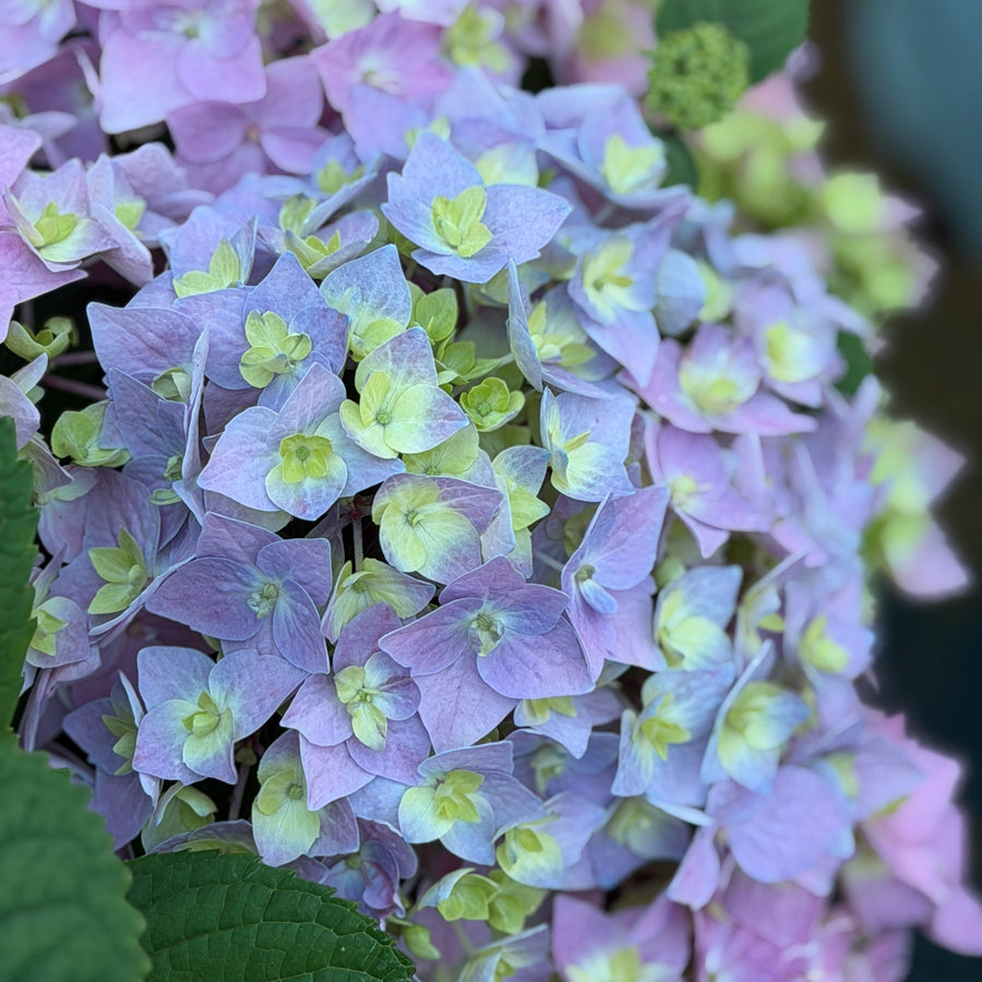 Hydrangea let's dance sky view |Spotswood Greenery