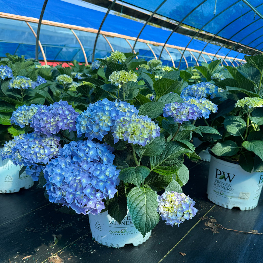 Let's Dance® Blue Jangles® Reblooming hydrangea |Spotswood Greenery