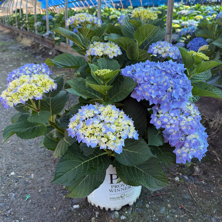 Let's Dance® Blue Jangles® Reblooming hydrangea |Spotswood Greenery