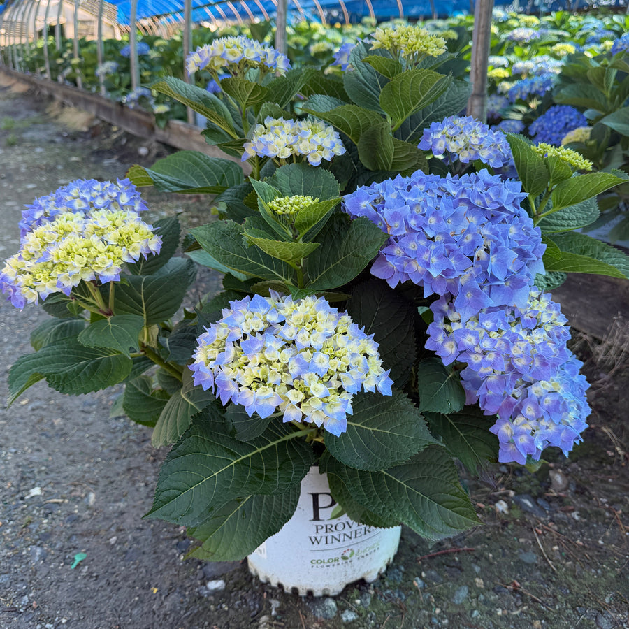 Let's Dance® Blue Jangles® Reblooming hydrangea |Spotswood Greenery