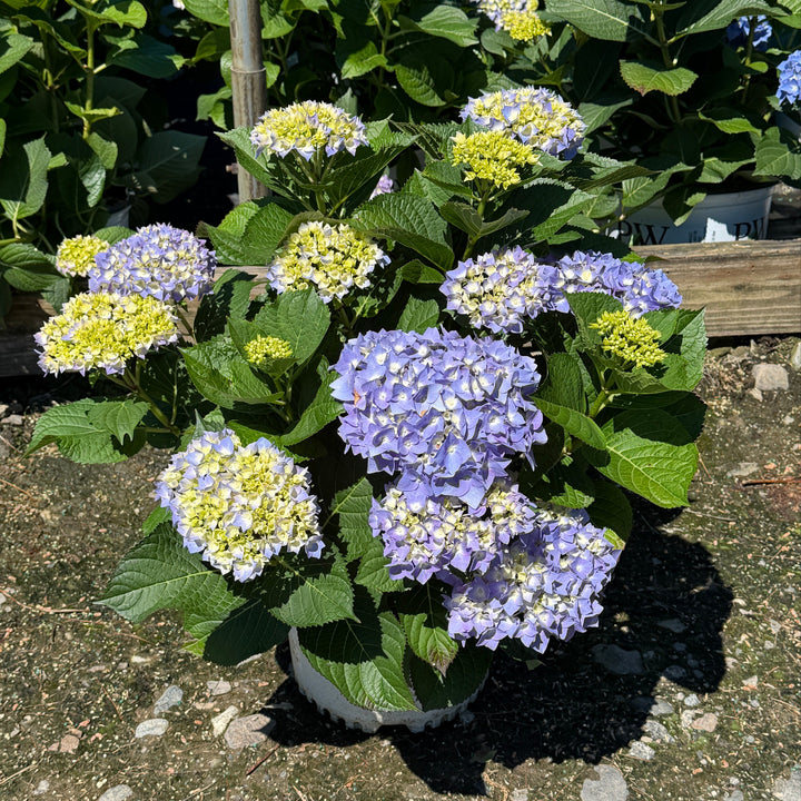 Hydrangea let's dance sky view |Spotswood Greenery