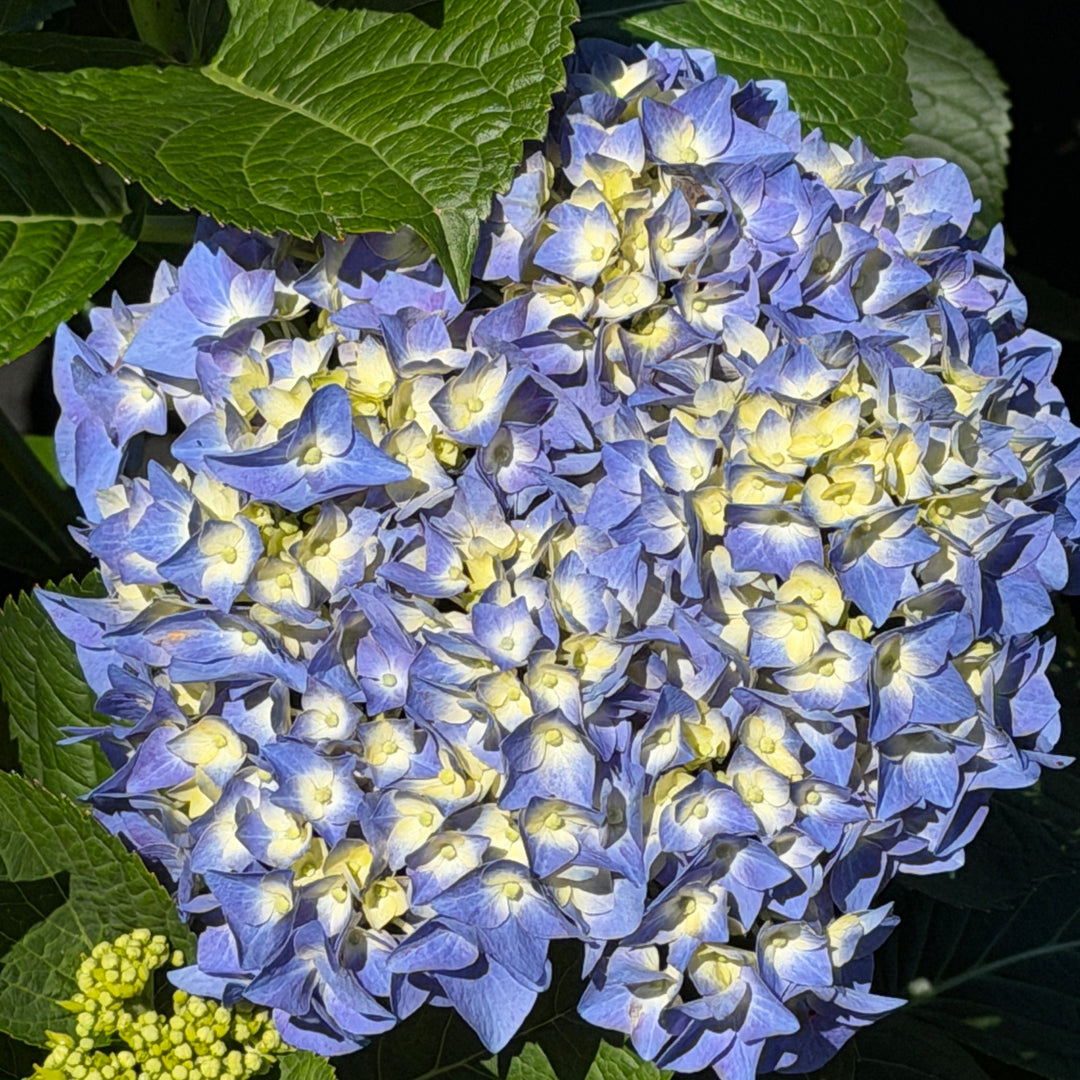 Hydrangea let's dance sky view |Spotswood Greenery