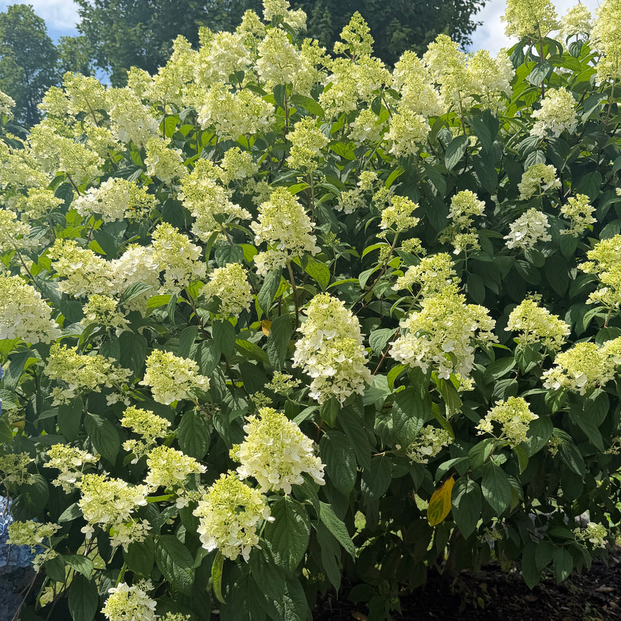 Limelight hydrangea bush in bloom |Spotswood Greenery