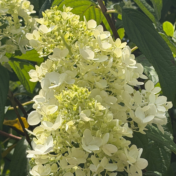 Limelight hydrangea bush in bloom |Spotswood Greenery