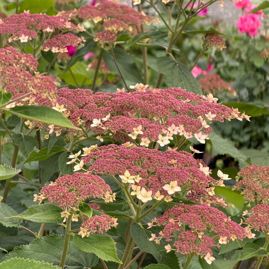 pinky pollen ring smooth hydrangea |Spotswood Greenery