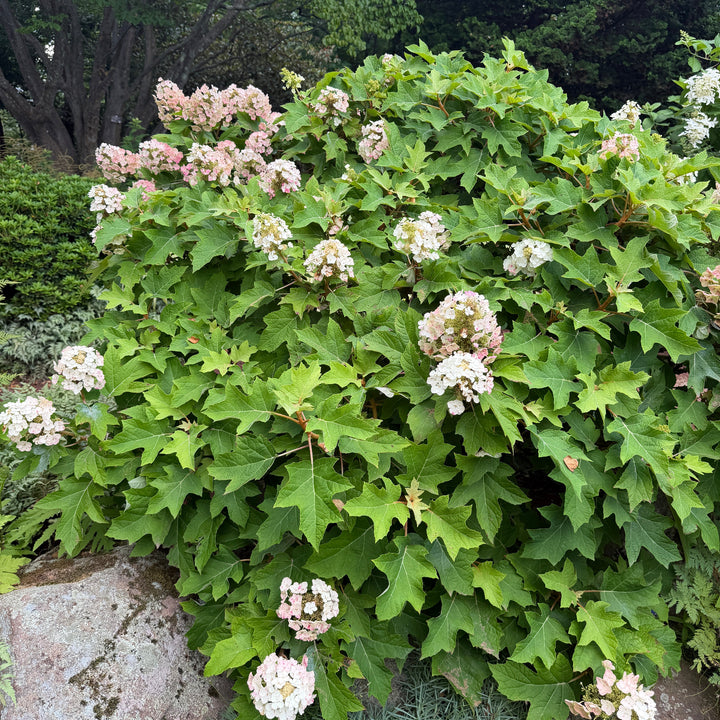 Alice Oak Leaf Hydrangea |Spotswood Greenery