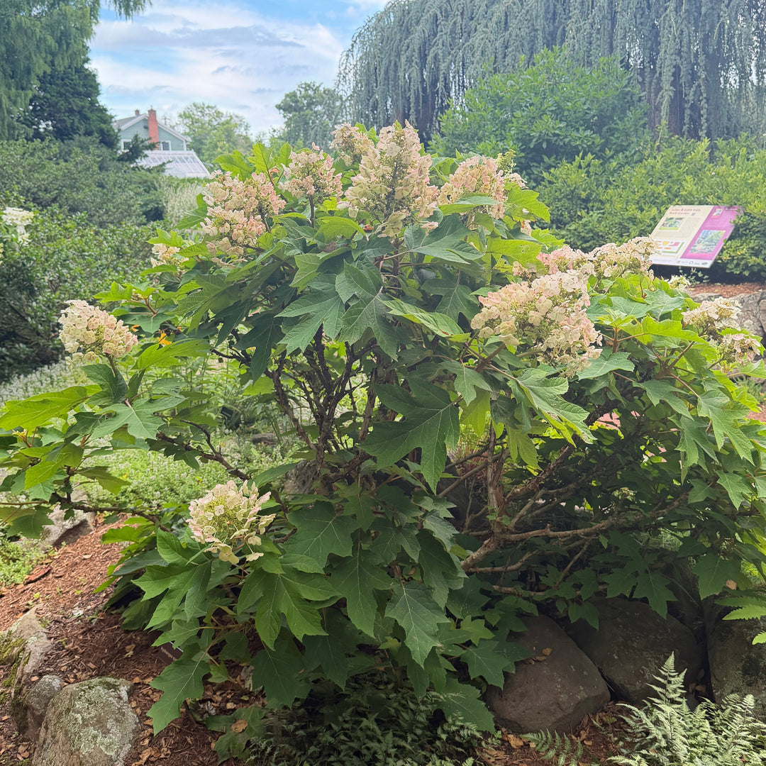 Alice Oak Leaf Hydrangea |Spotswood Greenery