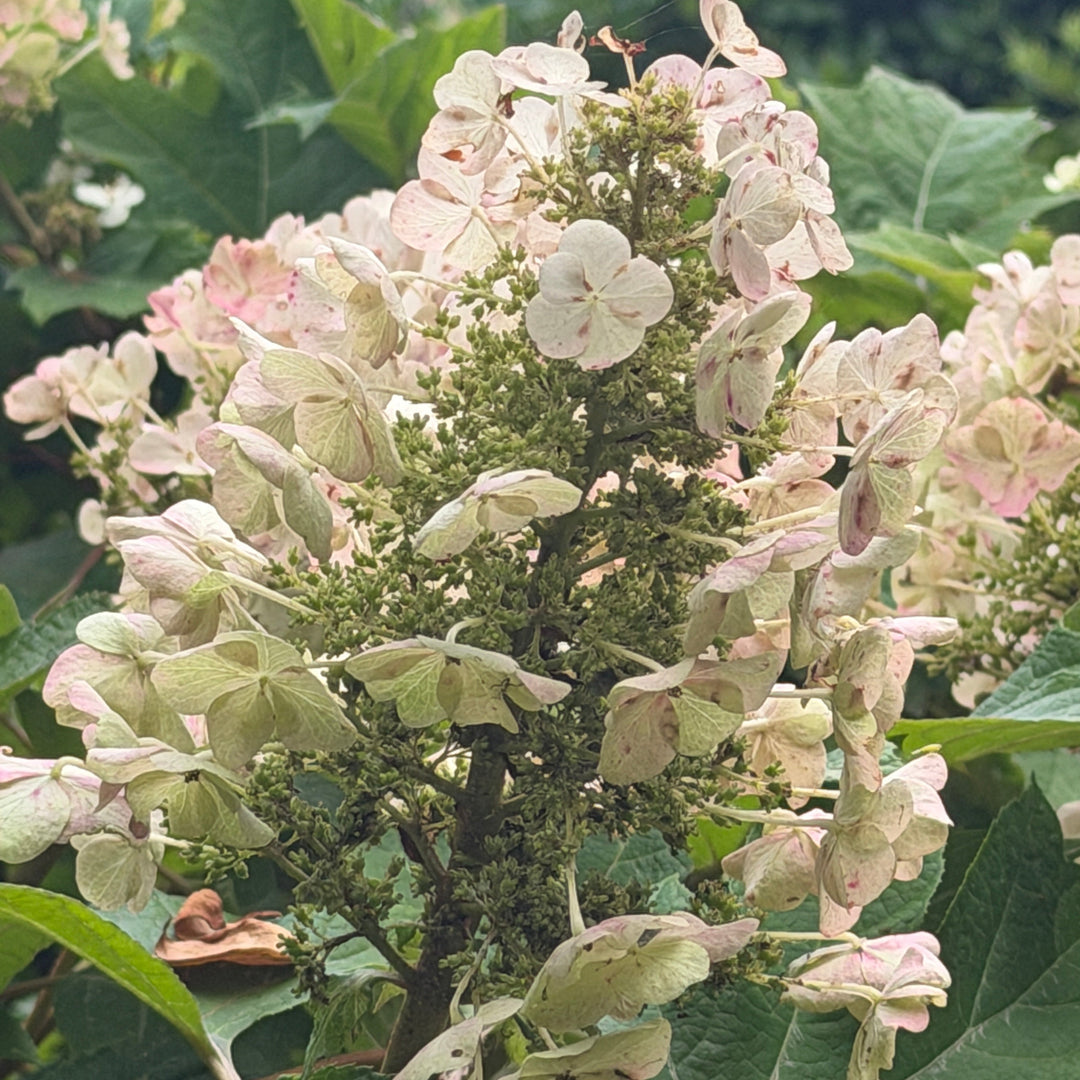 Alice Oak Leaf Hydrangea |Spotswood Greenery
