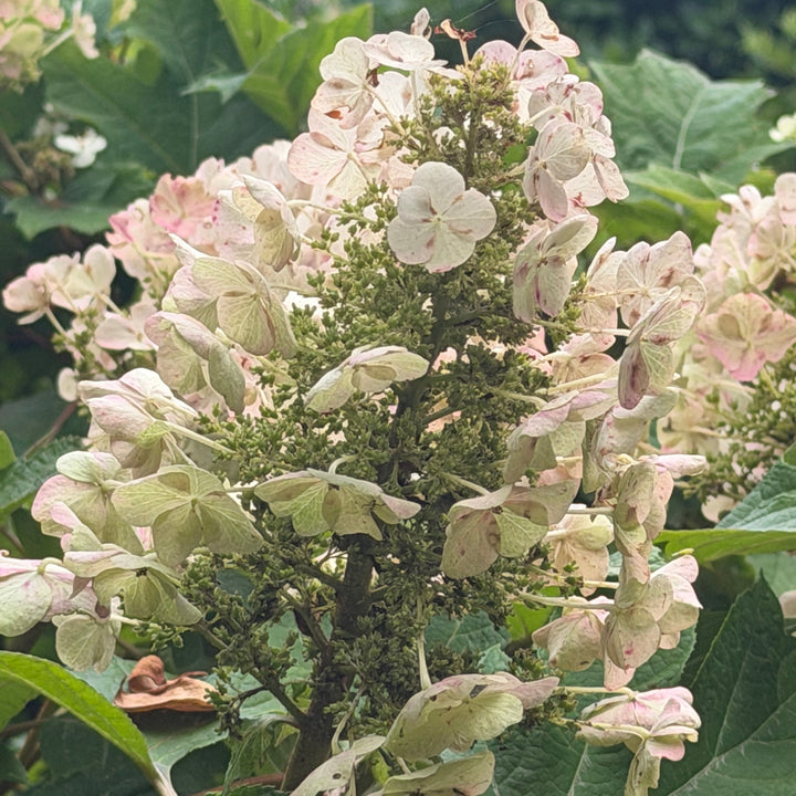 Alice Oak Leaf Hydrangea |Spotswood Greenery