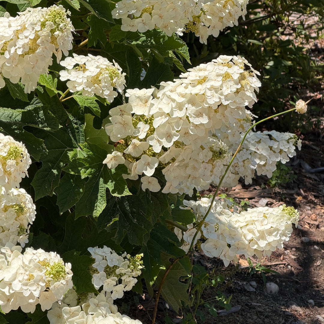 ruby slippers hydrangea |Spotswood Greenery