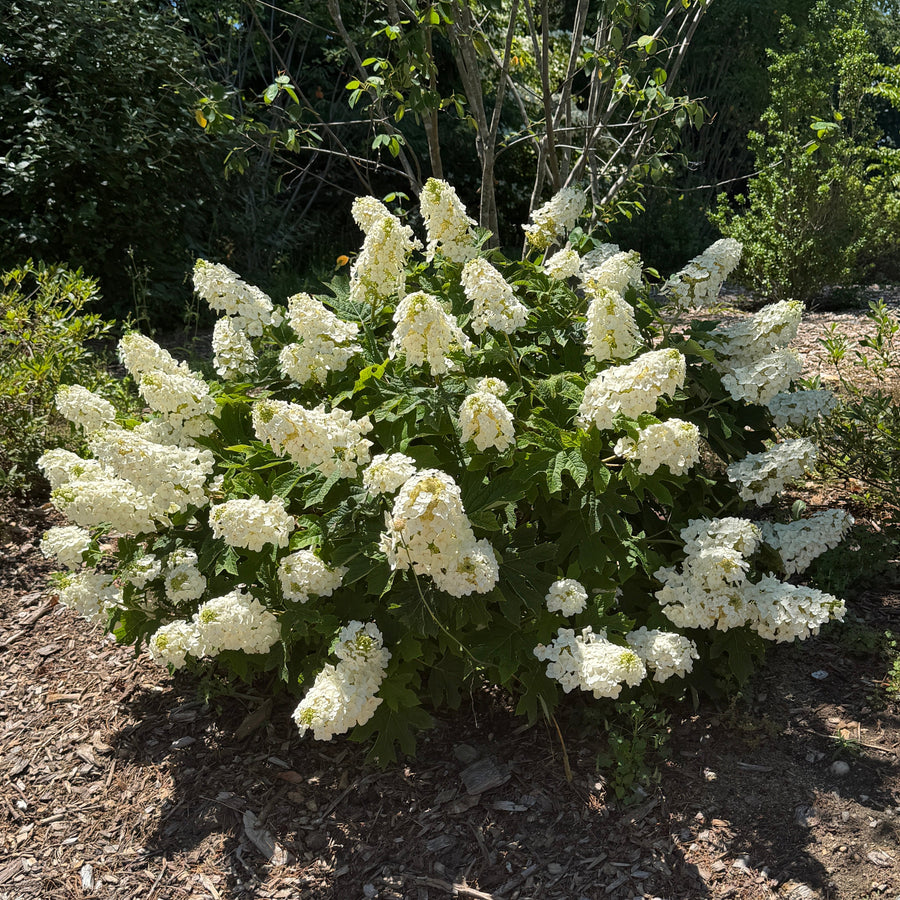 ruby slippers hydrangea |Spotswood Greenery