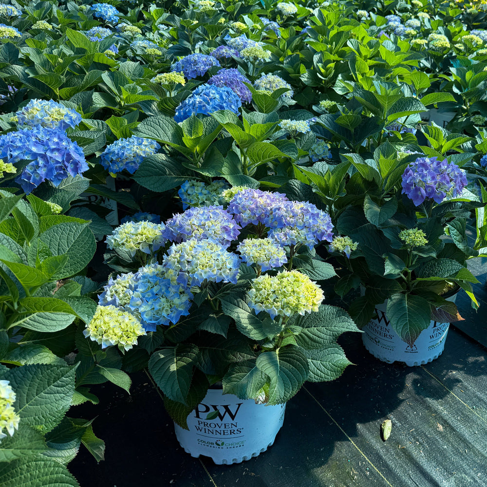 Hydrangea let's dance sky view |Spotswood Greenery