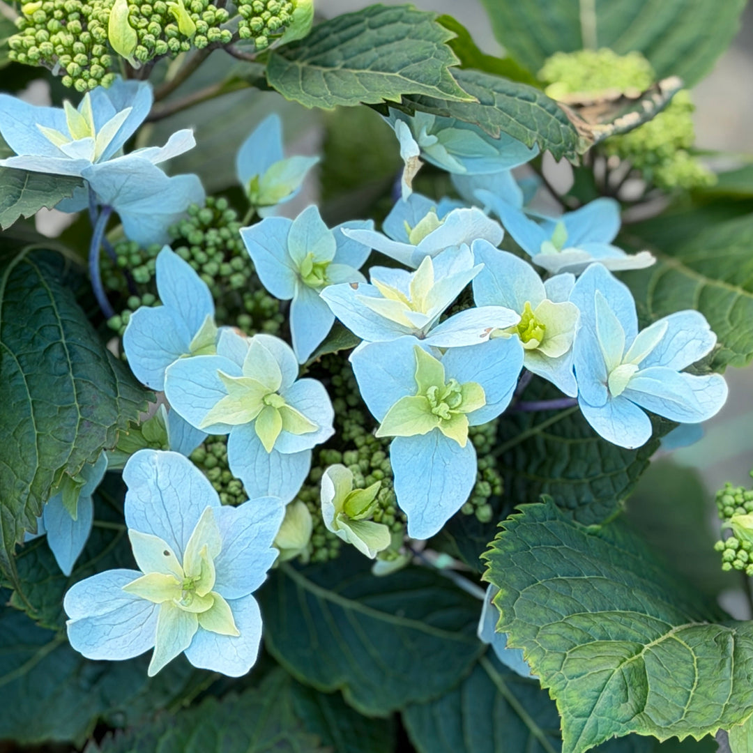 Tuff Stuff Aha hydrangea |Spotswood Greenery