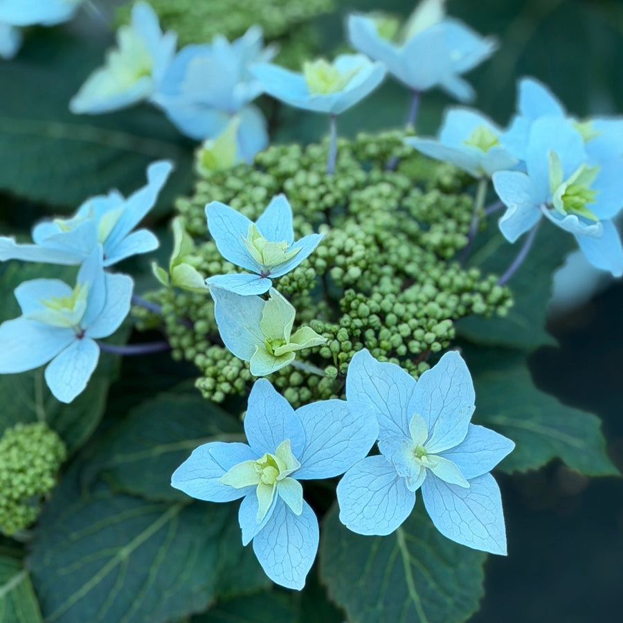 Tuff Stuff Aha hydrangea |Spotswood Greenery