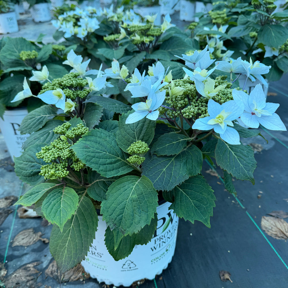 Tuff Stuff Aha hydrangea |Spotswood Greenery