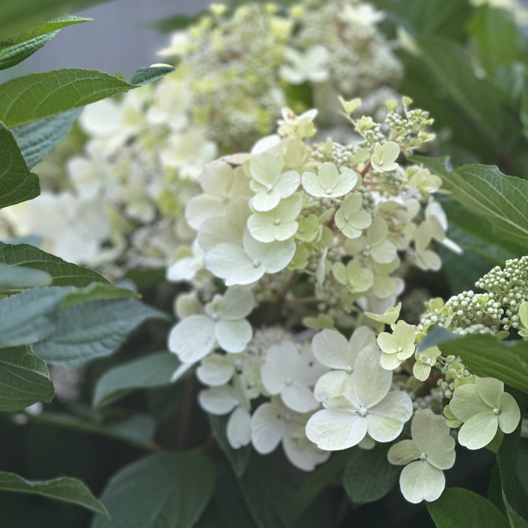Limelight Prime® Panicle Hydrangea