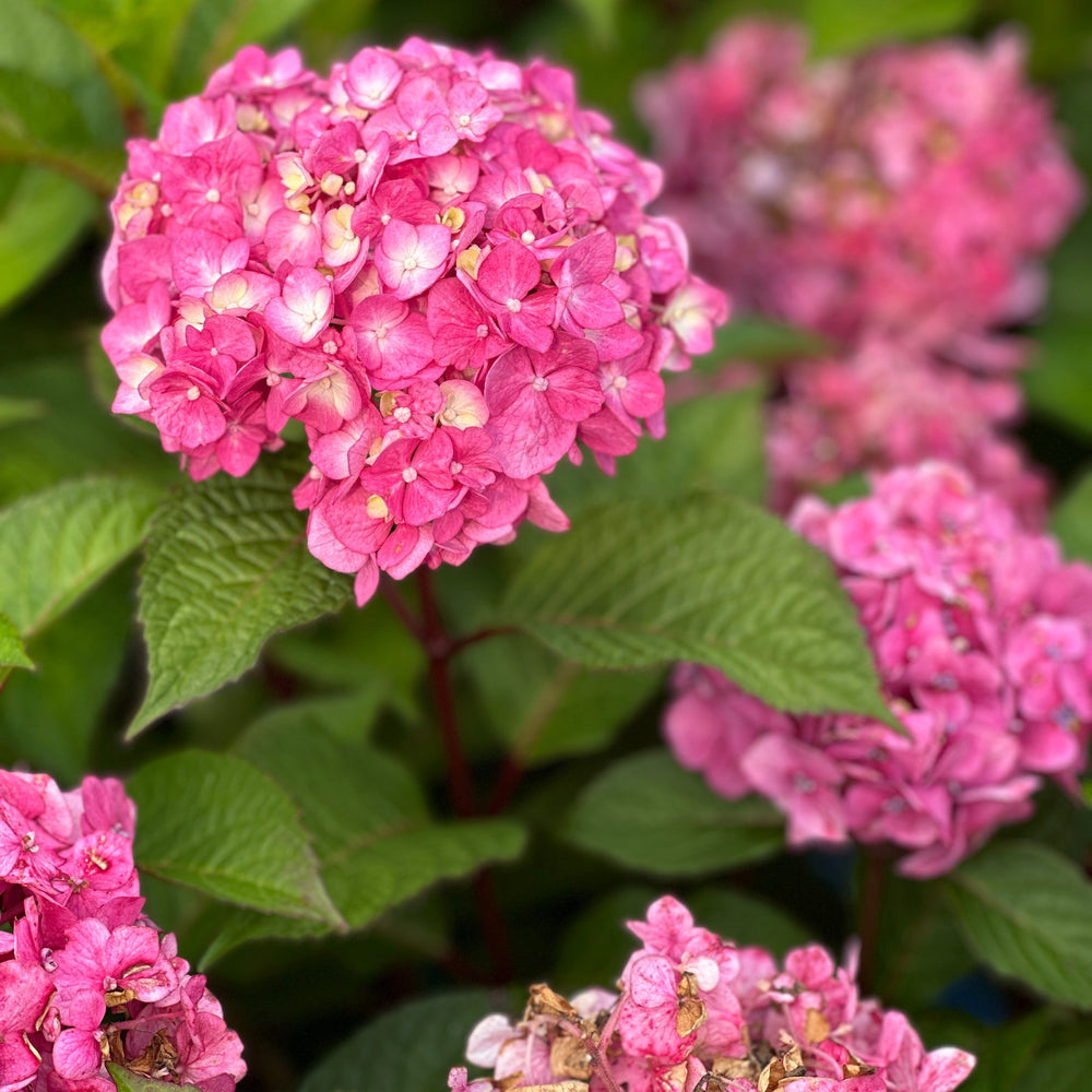 Endless Summer® Bloomstruck® Hydrangea
