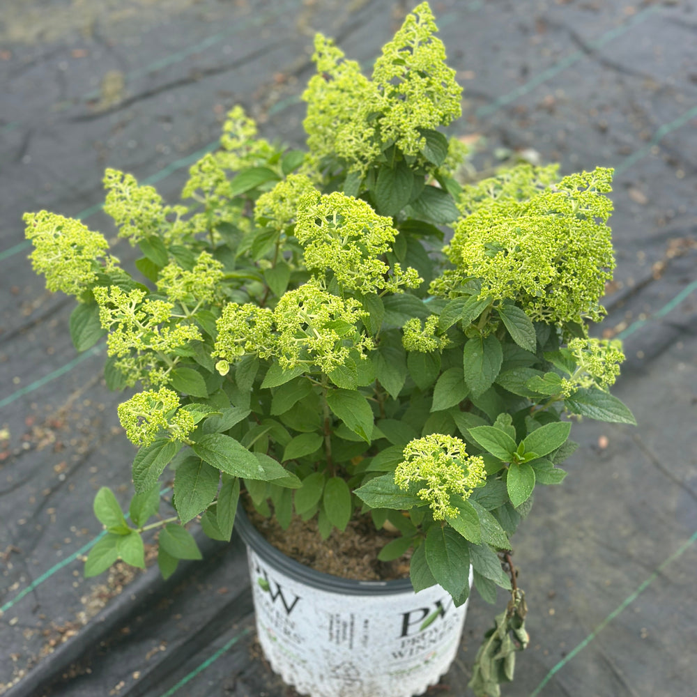 Bobo® Hardy Hydrangea