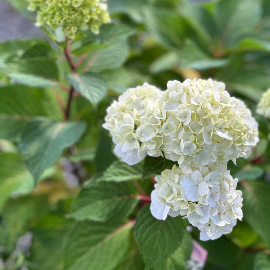 Dream Cloud Hydrangea |Spotswood Greenery