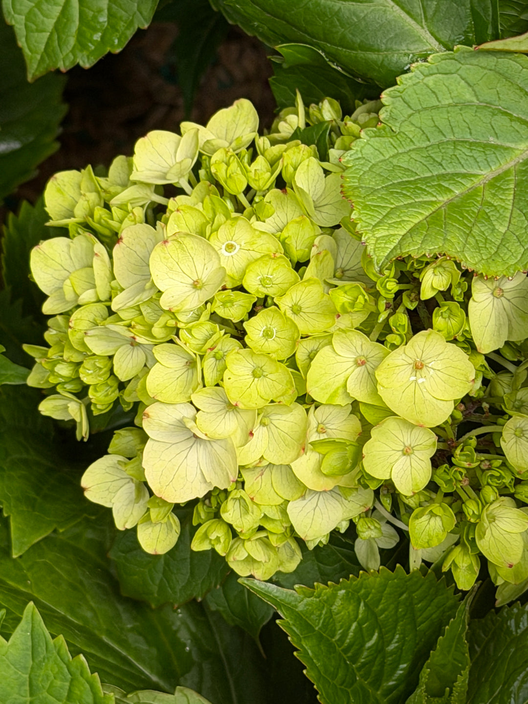 Endless Summer® Dreamcloud® Bigleaf Hydrangea