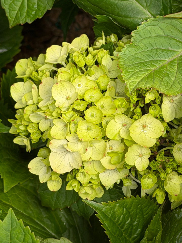 Endless Summer® Dreamcloud® Bigleaf Hydrangea