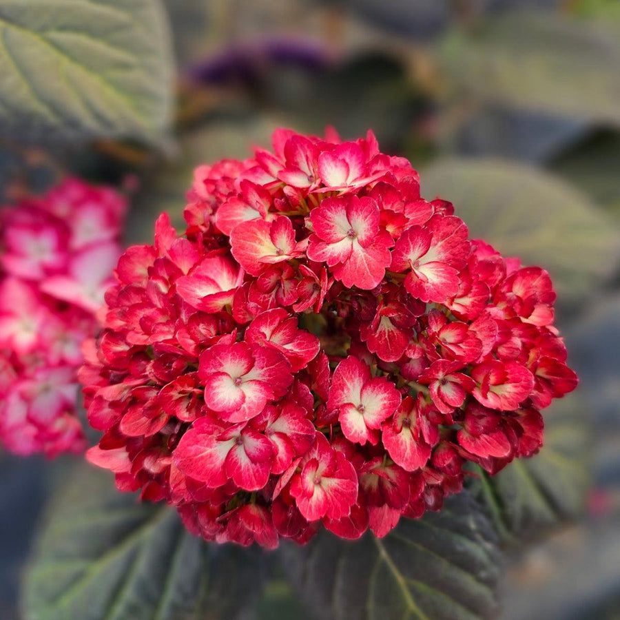 Eclipse® Bigleaf Hydrangea |Spotswood Greenery