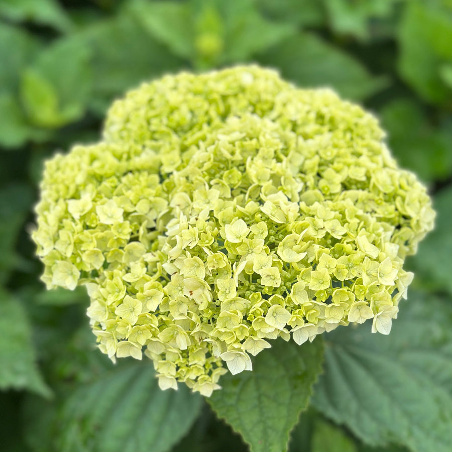 Flowerfull hydrangea |Spotswood Greenery