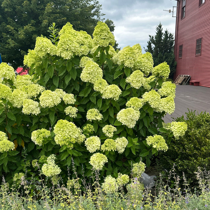Little Lime® Panicle Hydrangea
