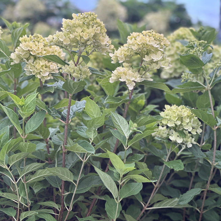 Little Lime® Panicle Hydrangea