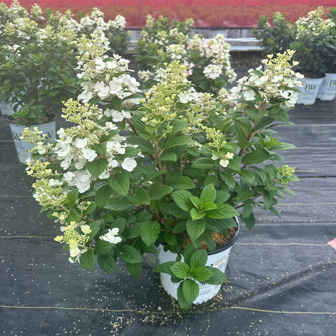 Little Quick Fire® Panicle Hydrangea